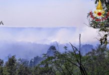 Wildfire Erupts on Karst Plateau Near Monrupino, Prompting Major Emergency Response