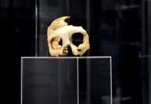 Trieste’s Winckelmann Museum Launches 2026 “Archaeology by Night” Series