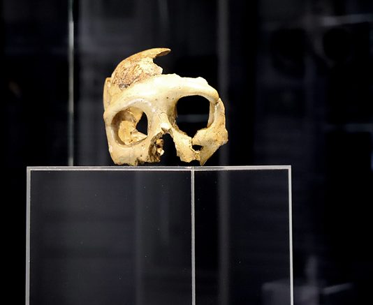Trieste’s Winckelmann Museum Launches 2026 “Archaeology by Night” Series