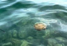 Fried Egg Jellyfish Spotted Off Sistiana Coast