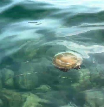 Fried Egg Jellyfish Spotted Off Sistiana Coast