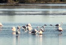 Flamingos Return to Valle Cavanata Nature Reserve