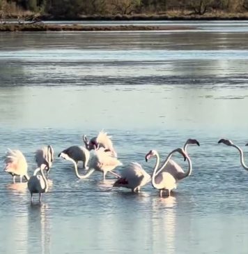 Flamingos Return to Valle Cavanata Nature Reserve