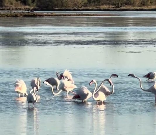Flamingos Return to Valle Cavanata Nature Reserve